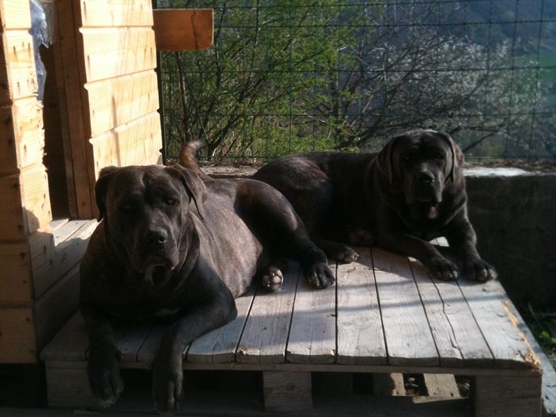 cane corso rustic type